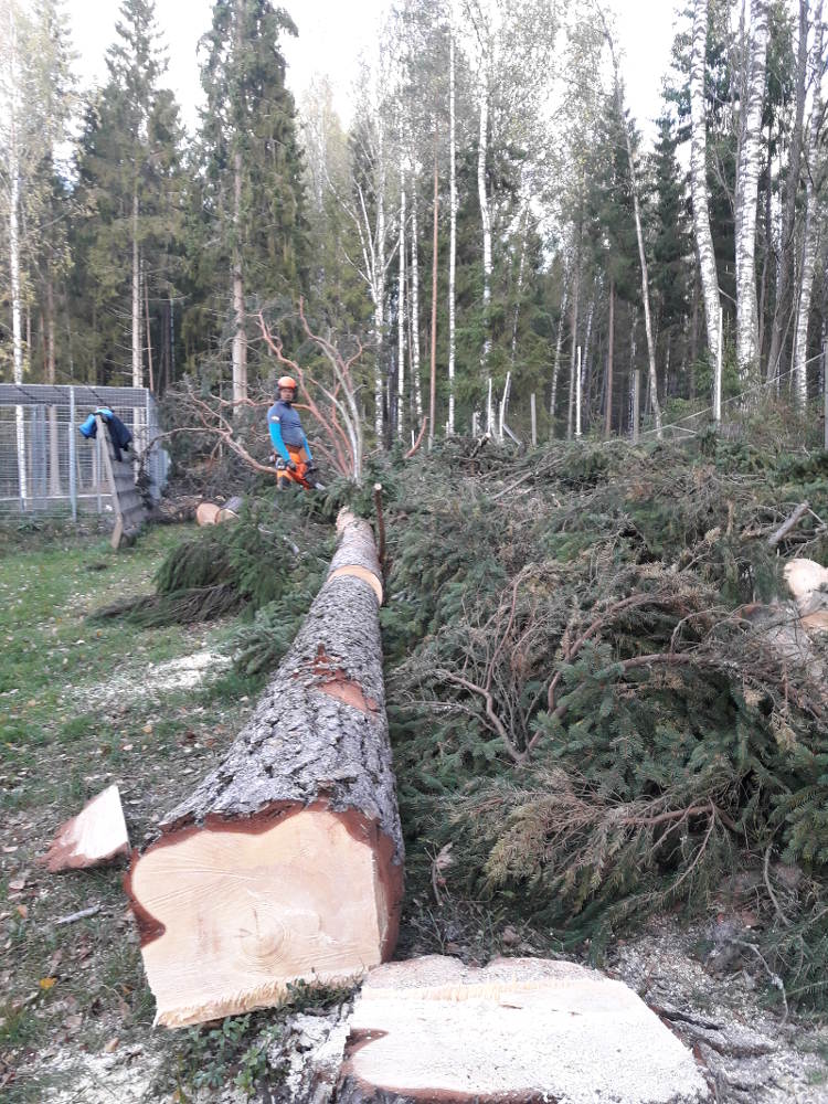 Muut palvelut Muut palvelut; puunkaadon jälkeen